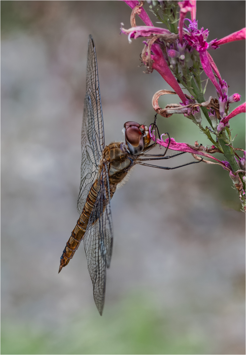 Roth Steven Rainpool Glider Nature   Zoological   Class A 20251022